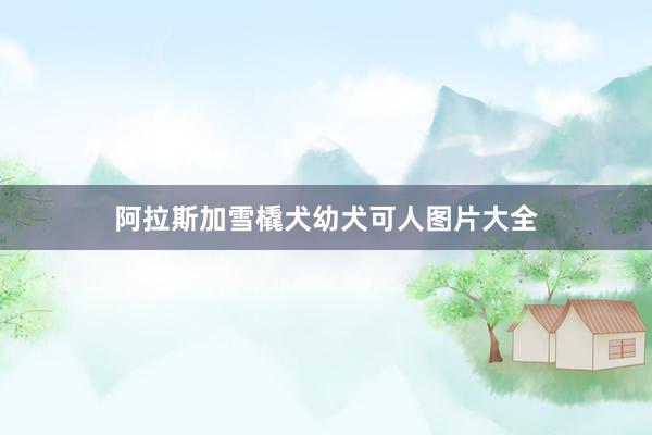 阿拉斯加雪橇犬幼犬可人图片大全